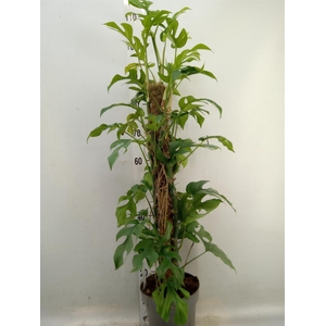 Philodendron   ...