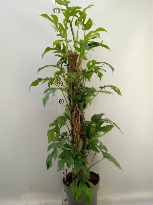 <h4>Philodendron   ...</h4>