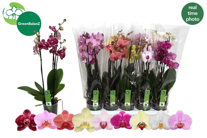 <h4>PHAL GEM 9 KL</h4>