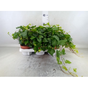 Hedera helix 'Mein Herz'