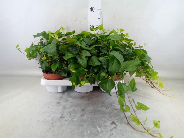 <h4>Hedera helix 'Mein Herz'</h4>