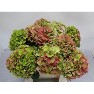 HYDR M ROY PALACE CL