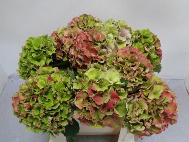 <h4>HYDR M ROY PALACE CL</h4>