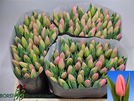 <h4>Tu En Milkshake</h4>