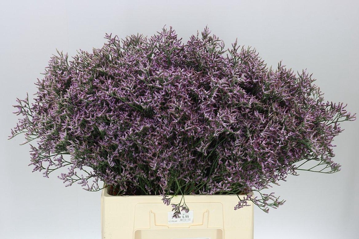 <h4>Lim. Saf Lilac</h4>