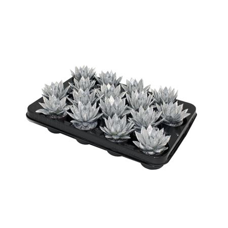 <h4>Echeveria Silver + Glitter</h4>