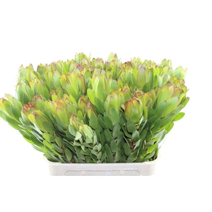 Leucad Saf Goldstrik