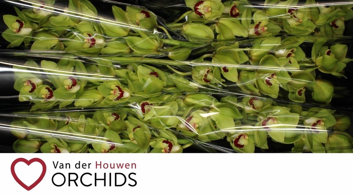 <h4>Green Choice 60 cm</h4>