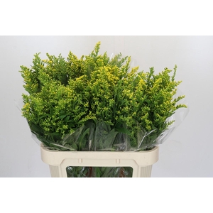 Solidago Golden Glory