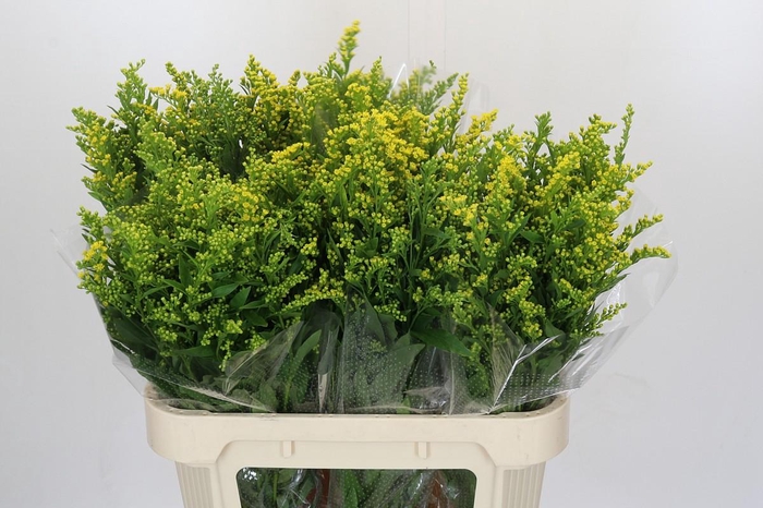 <h4>Solidago Golden Glory</h4>