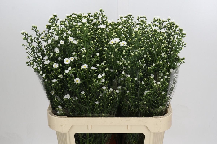 <h4>Aster Paquita</h4>