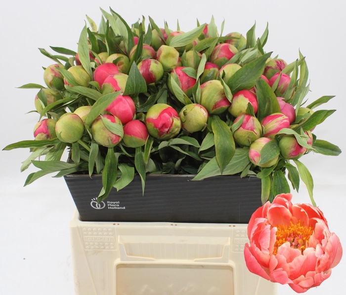 <h4>PAEO CORAL CHARM</h4>