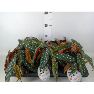 Begonia maculata