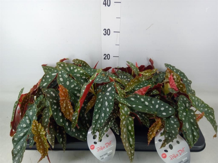 <h4>Begonia maculata</h4>
