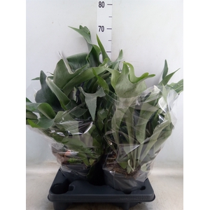 Platycerium bifurc.