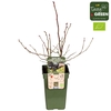 Vaccinium corymbosum