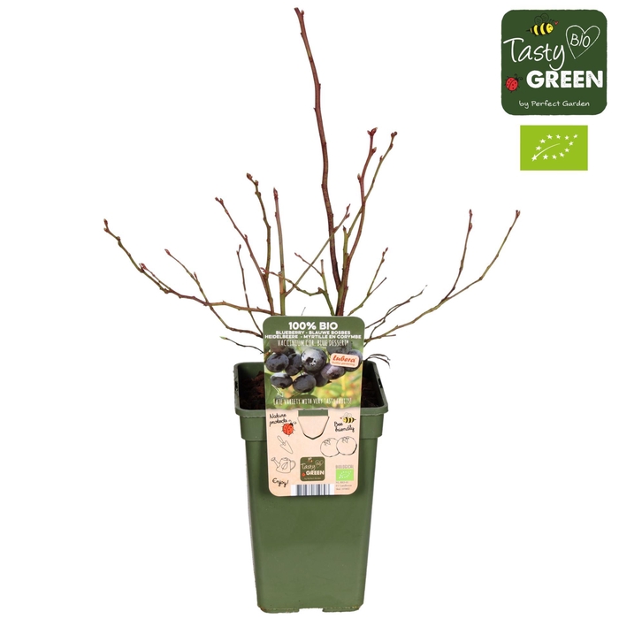Vaccinium corymbosum