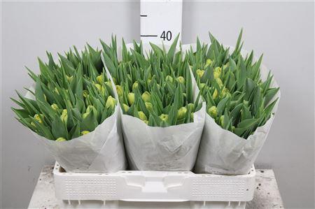 Tu Du Double Trouble