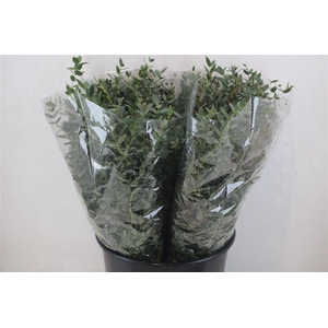 Euca Parvifolia Short 150gr P Bunch