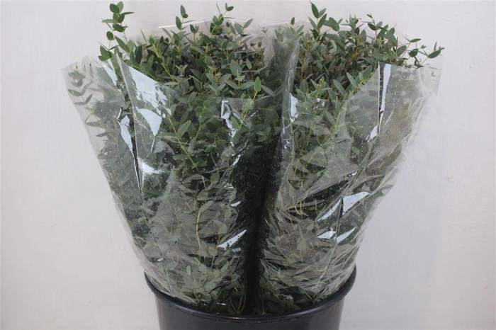 <h4>Euca Parvifolia Short 150gr P Bunch</h4>