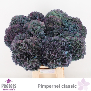 HYDR M CH PIMPERN CL