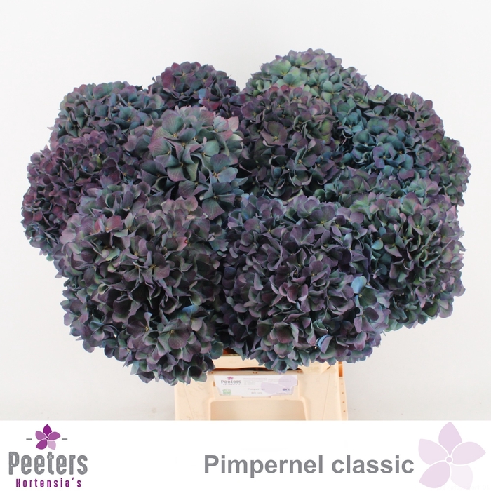 <h4>HYDR M CH PIMPERN CL</h4>