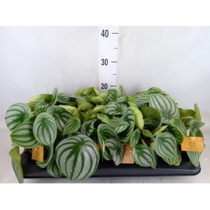 Peperomia argyreia