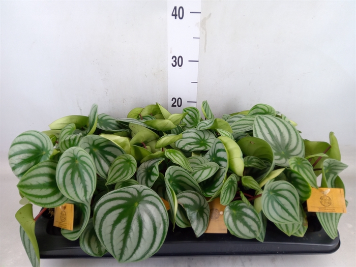 <h4>Peperomia argyreia</h4>