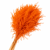 Dried Stipa Feather Orange