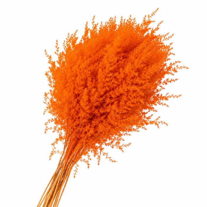 Dried Stipa Feather Orange