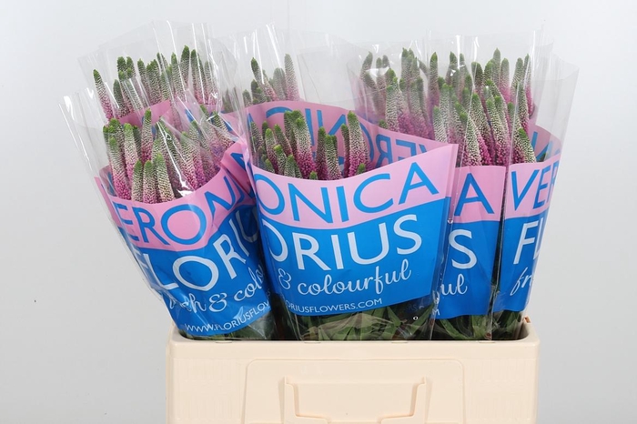 <h4>Veron Clea Roswhita</h4>