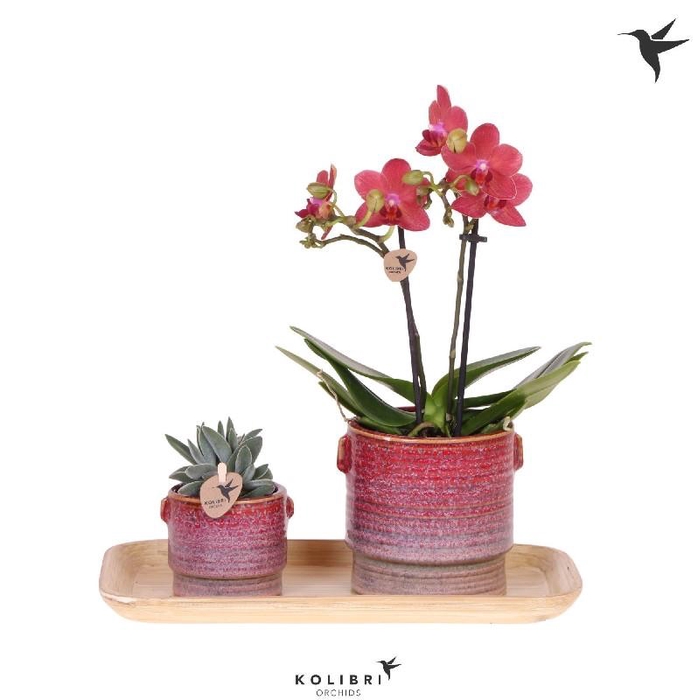 <h4>Arrangementen Kolibri H% keramiek GIFTS3, Bold Seventies</h4>