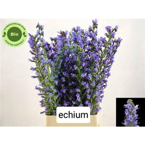 Echium