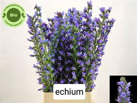 <h4>Echium</h4>