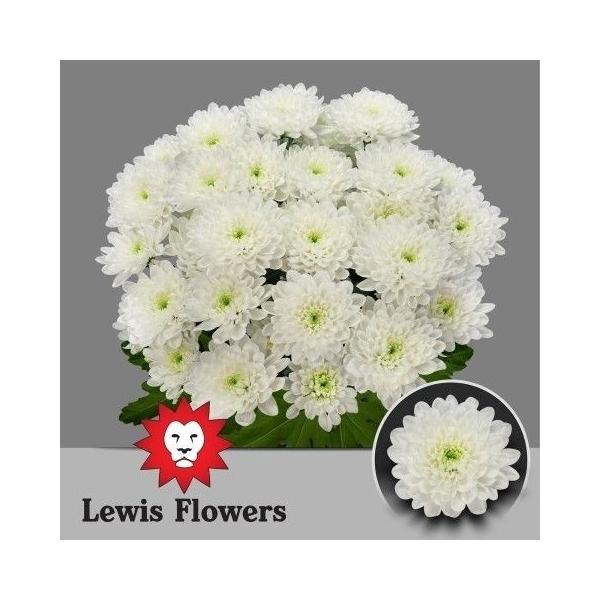 <h4>CHR T ALTAJ</h4>