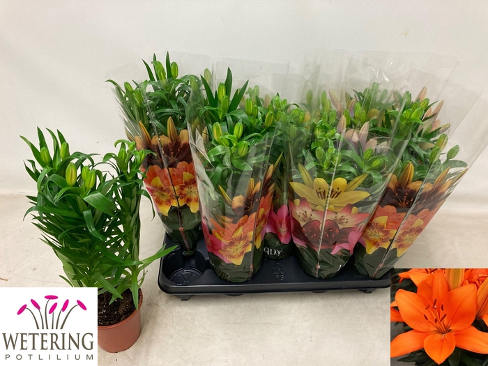 <h4>LIL AS TINY HEROES</h4>