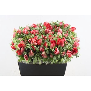 Anem Co Marianne Red L 50