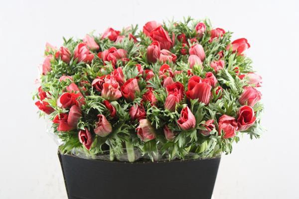 <h4>Anem Co Marianne Red L 50</h4>