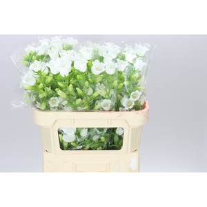 Campanula M Champ White