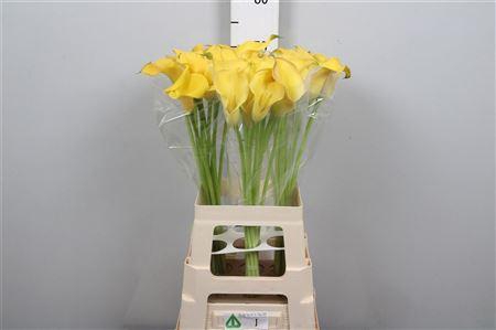 <h4>Zant Ov Zanzi Geel</h4>