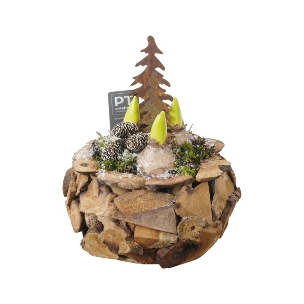 <h4>PTHCH2214 Arrangement Hyancint Christmas in houten bak</h4>