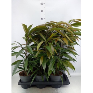 Ficus binn. 'Amstel King'