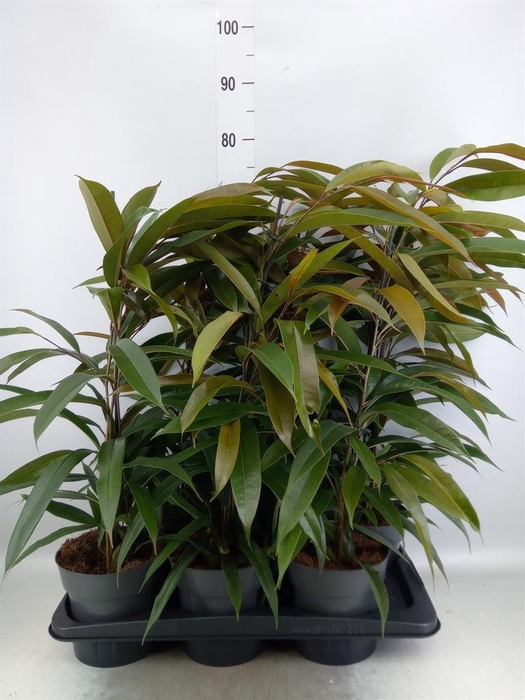 <h4>Ficus binn. 'Amstel King'</h4>