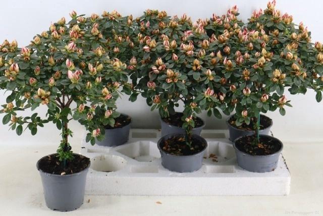 arr8 Rhodo Bicolor Op Stam