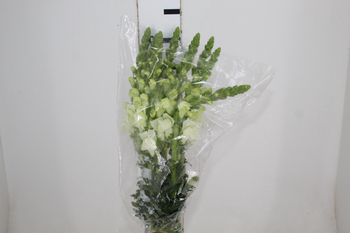 <h4>BOCA DE LEAO UBIRA WHITE 080 CM</h4>