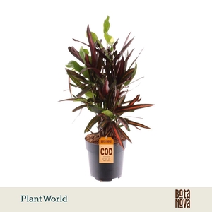 Croton Mammi vertakt