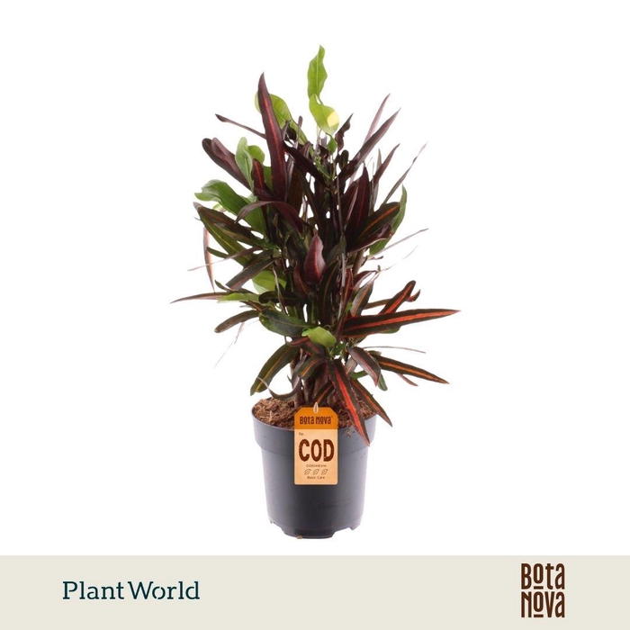 <h4>Croton Mammi vertakt</h4>