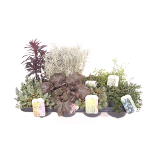 Vaste planten mix in tray