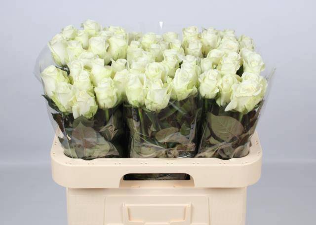 <h4>R GR COUNTDOWN!</h4>