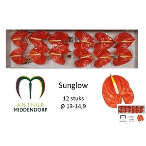 ANTH A SUNGLOW / CASINO